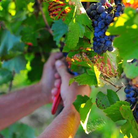 Mayfield Vineyard Ориндж Екстериор снимка