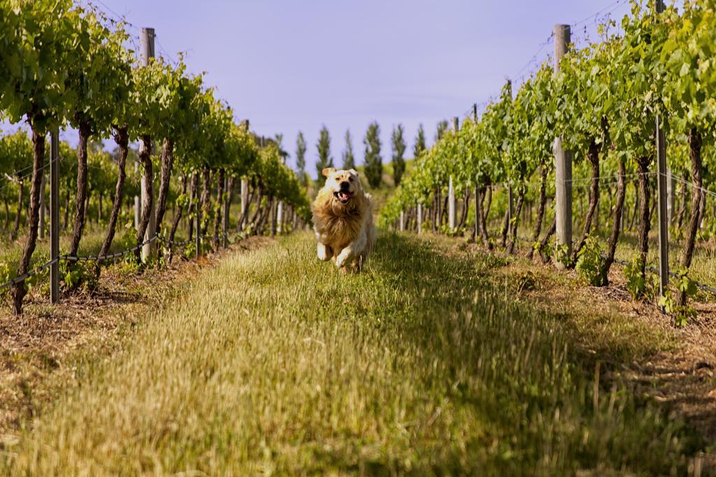Mayfield Vineyard Ориндж Екстериор снимка