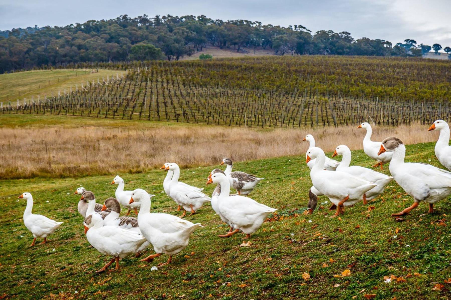 Mayfield Vineyard Ориндж Екстериор снимка