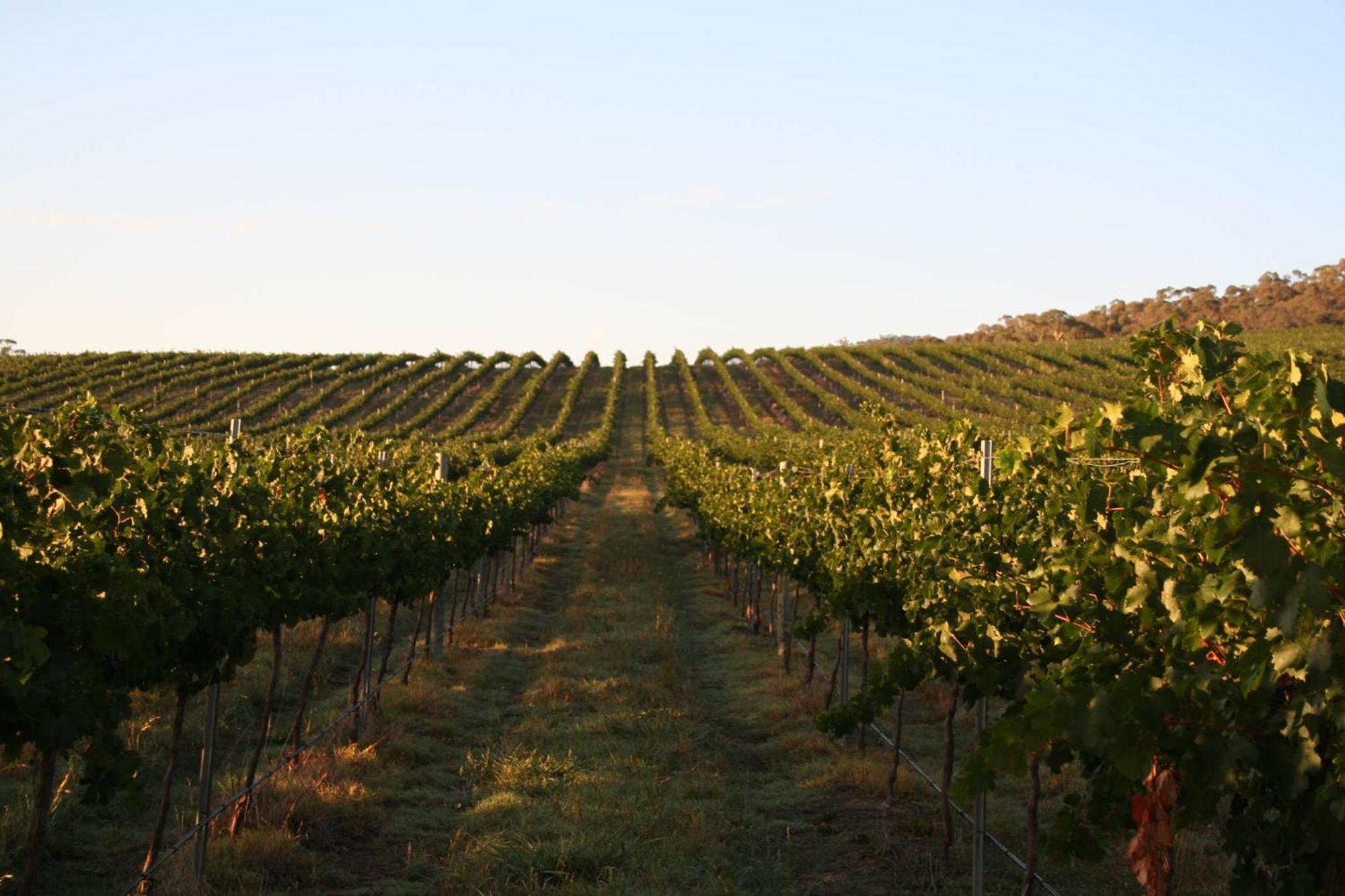 Mayfield Vineyard Ориндж Екстериор снимка