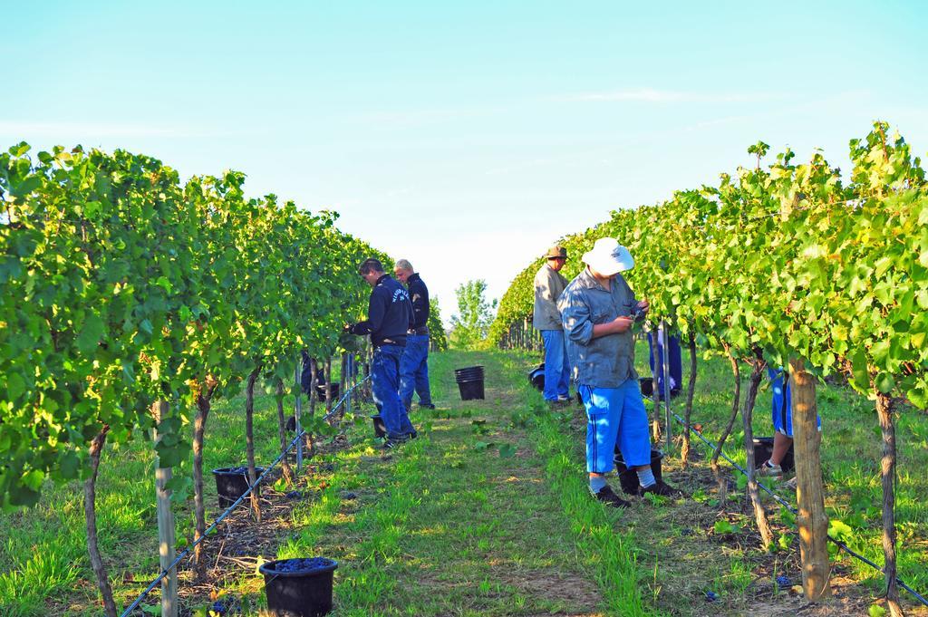 Mayfield Vineyard Ориндж Екстериор снимка