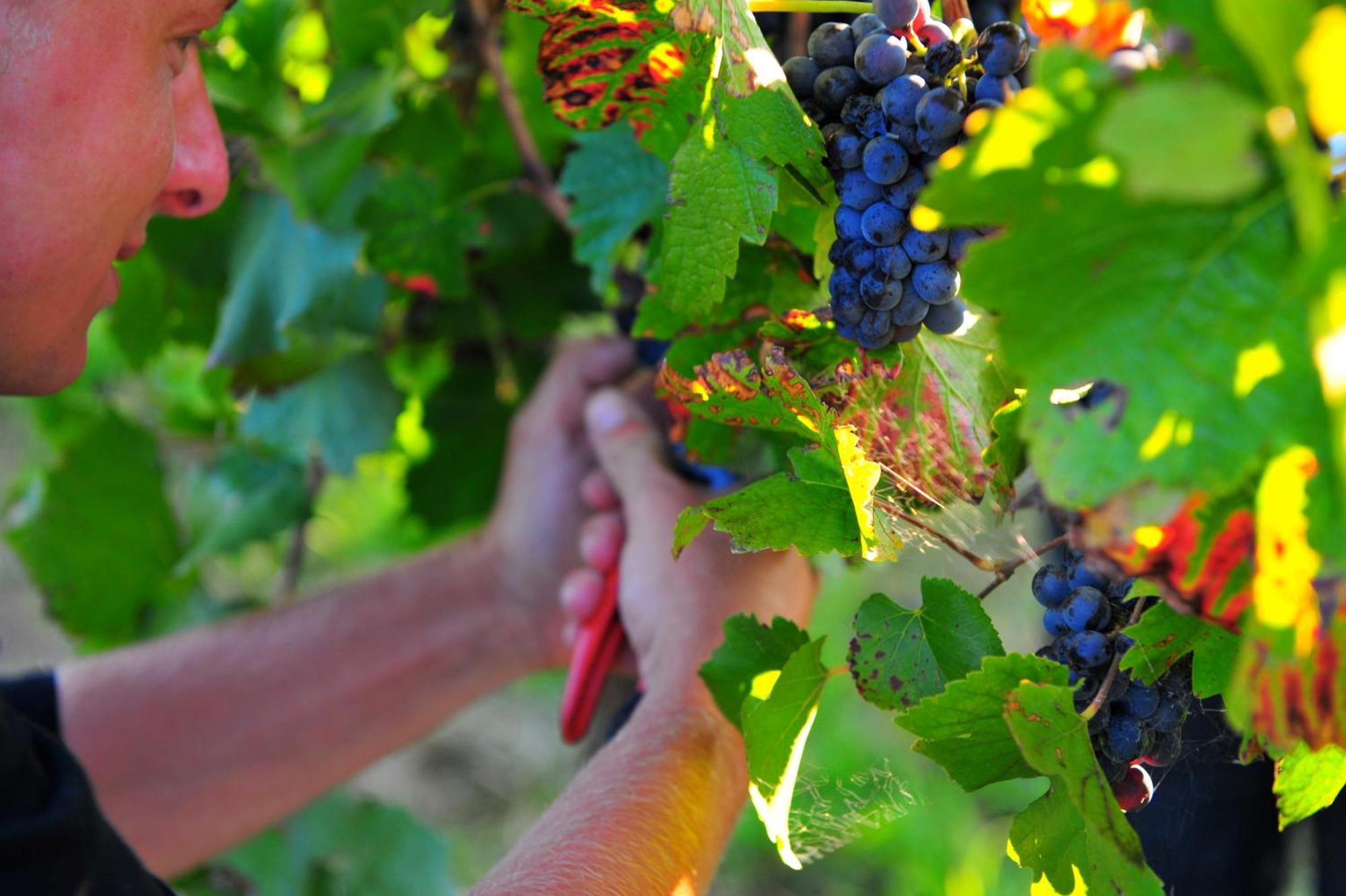 Mayfield Vineyard Ориндж Екстериор снимка