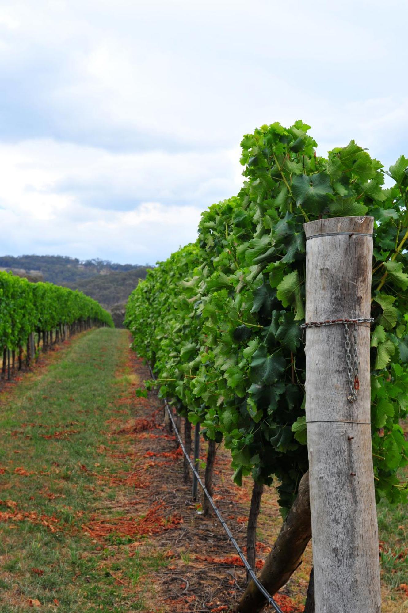 Mayfield Vineyard Ориндж Екстериор снимка